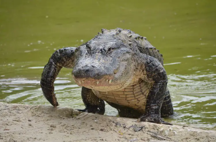 Florida: Alligator