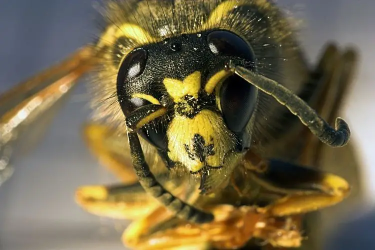The Americanized Honeybee in Arizona