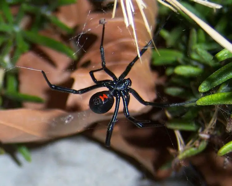 Delaware's Venomous Black Widow Spider
