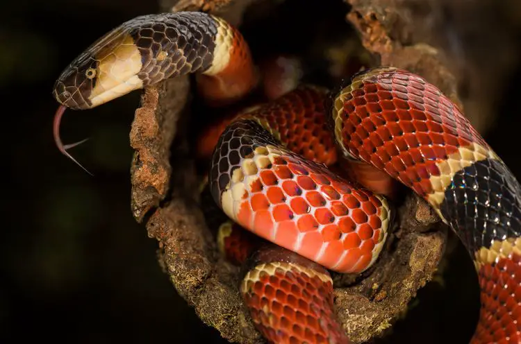 Arkansas: Coral Snake