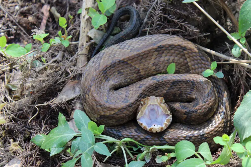 The Cottonmouth Snake in Alabama