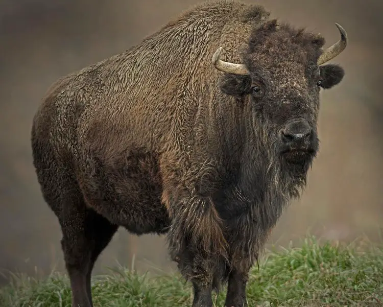 Idaho: Bison