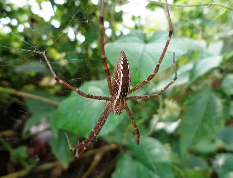 Brown Recluse Spider in Illinois