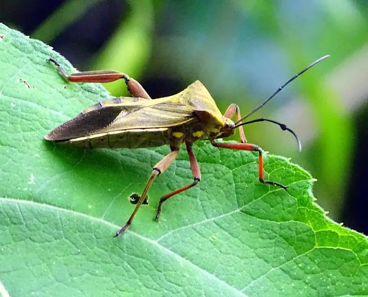 Indiana: Kissing Bug