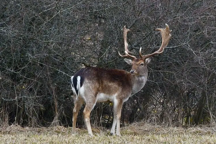 Iowa: Deer