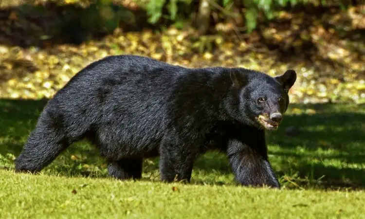 Virginia: Black Bears