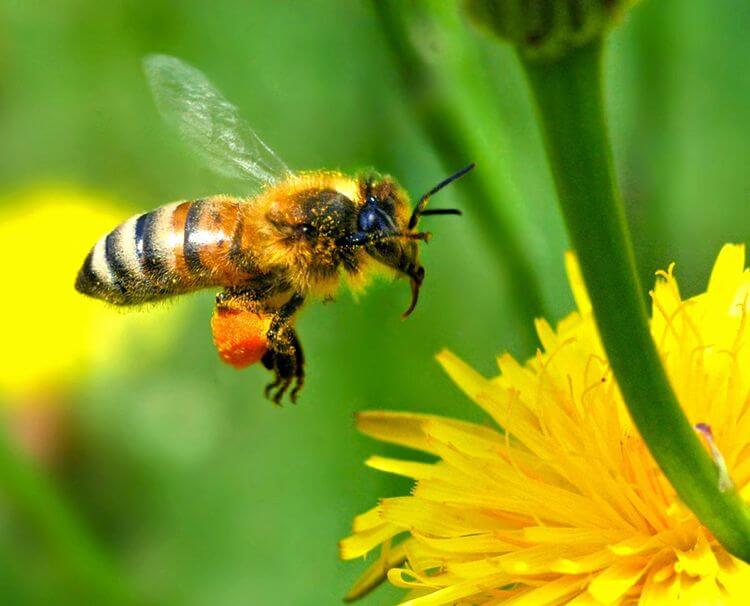 Virginia: Bees