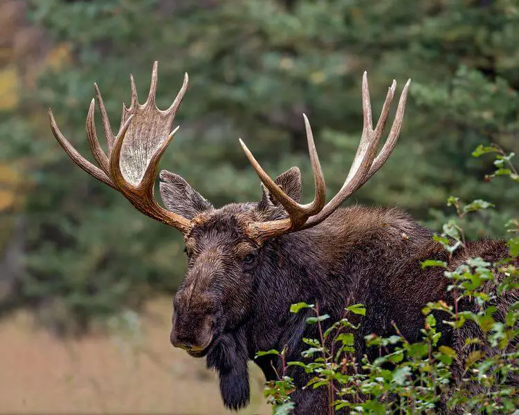 Maine: Moose