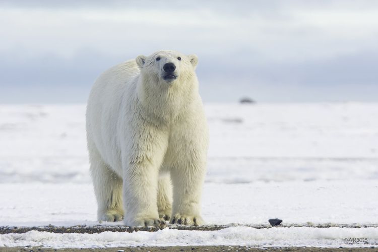Alaska: Polar Bear